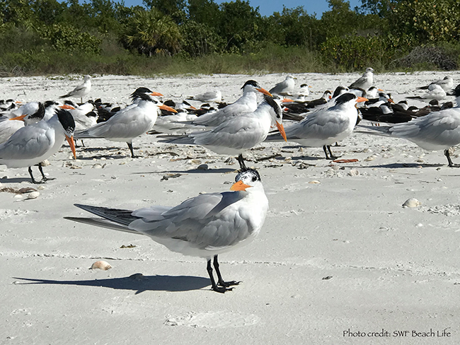 Nature-at-Noon-FREE-Beach-Birds-in-SW-Florida-Lecture