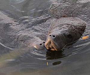 manatees