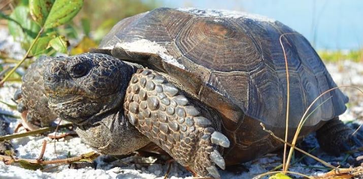 great gopher tortoises