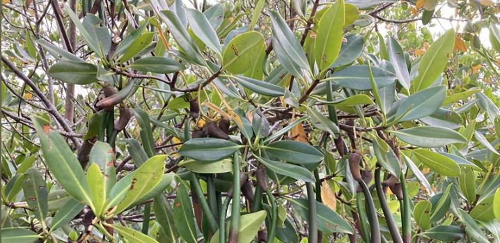 magnificent mangroves