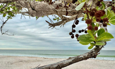 Beach and Estuary Walk