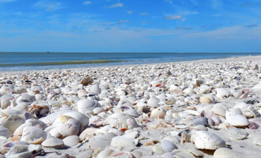 Beach Cleanup