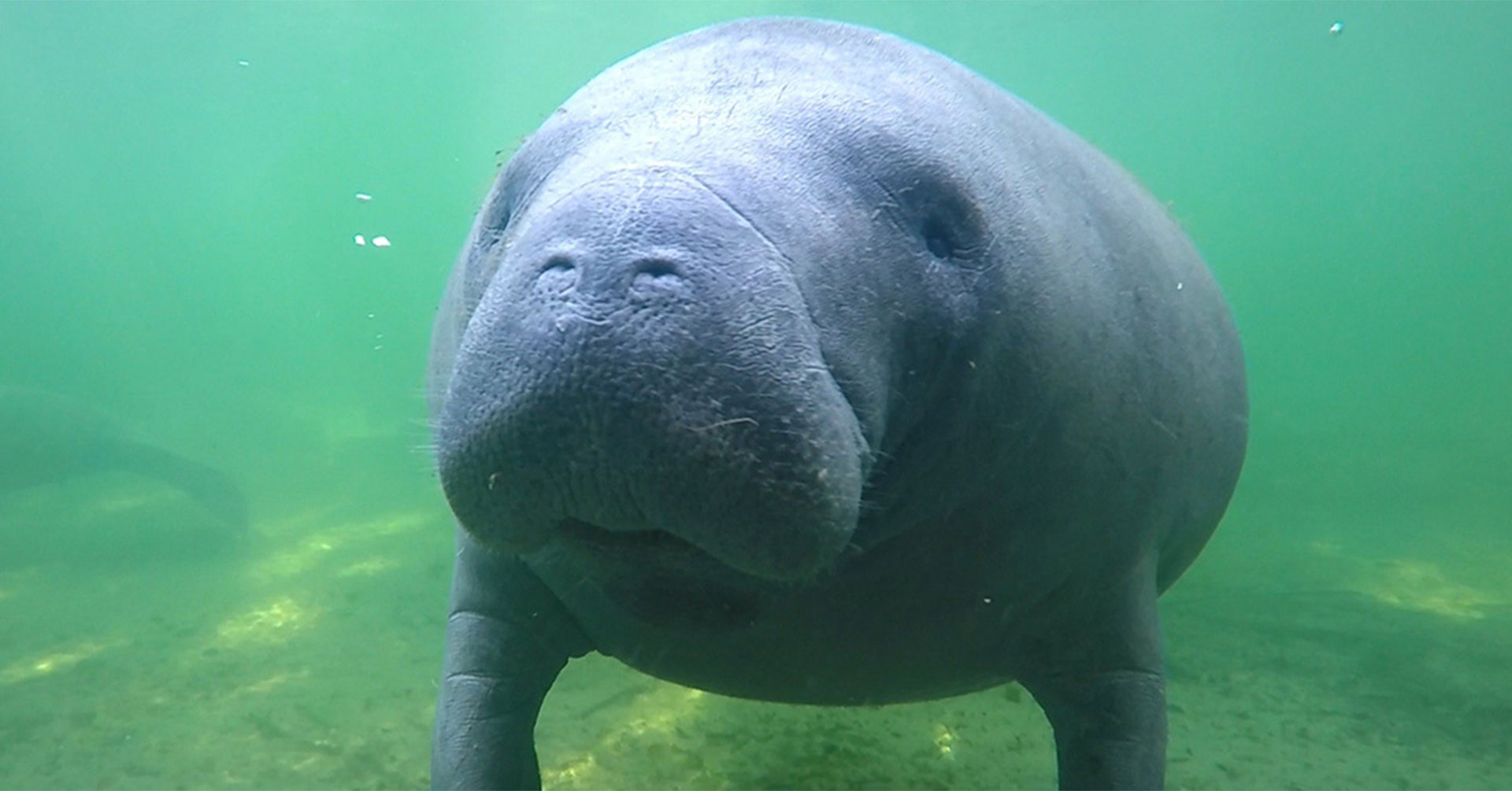 manatee-painting-class