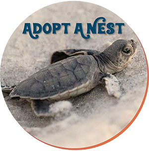 adopt-a-nest-image