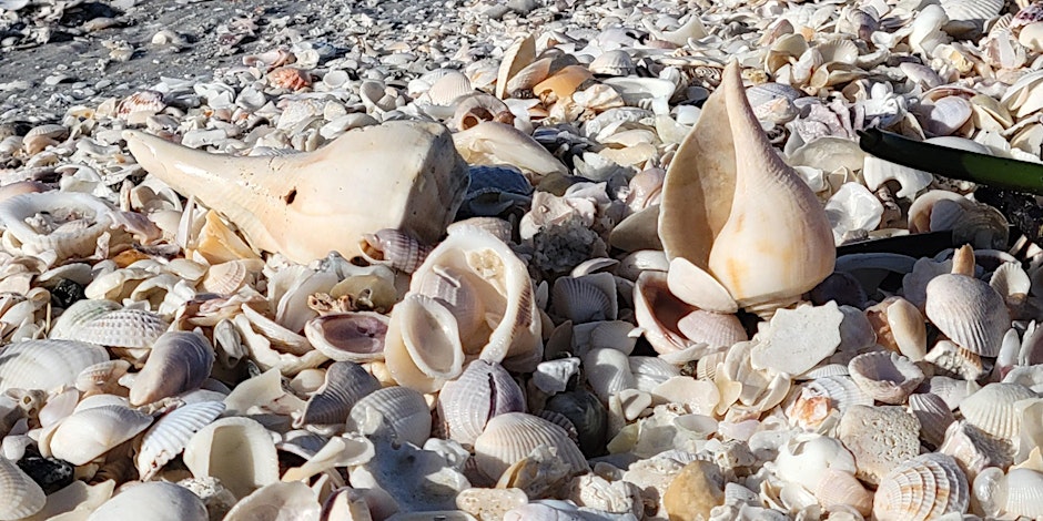 seashell walk