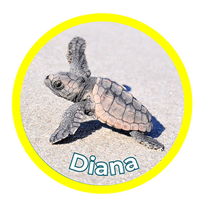hatchling-image2025