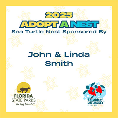 sea-turtle-nest-sponsored-by-image